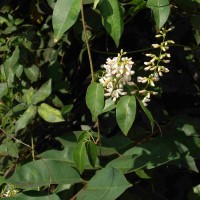 Derris trifoliata Lour.